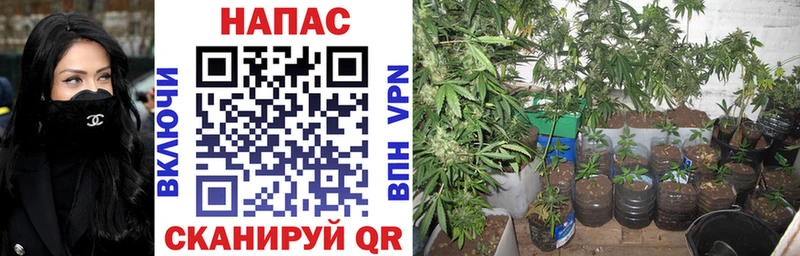 Бошки Шишки SATIVA & INDICA  Полярные Зори 